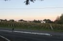 Vignes à Bouaye